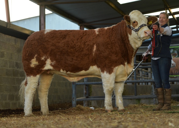 Irish Simmental Premier Sale Roscommon Sale Results October 2019