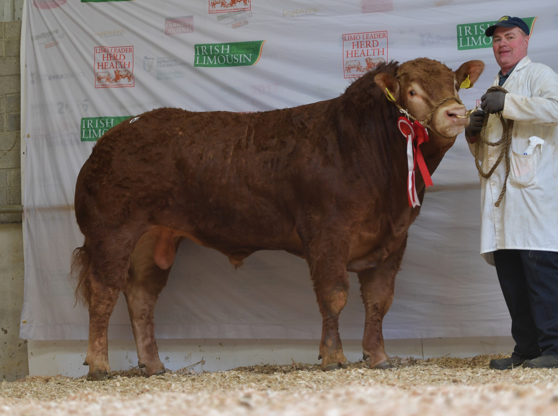 Irish Limousin Society March Premier Sale