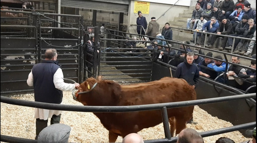 Irish Limousin Sale – Gort 2020