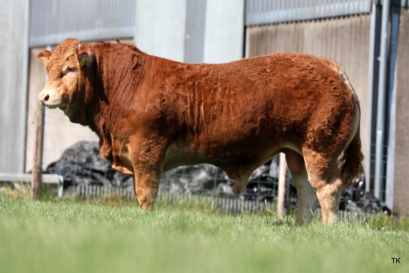 Irish Limousin Society Premier Online Video Auction.