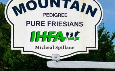 Mountain Pure Friesians Sale Report